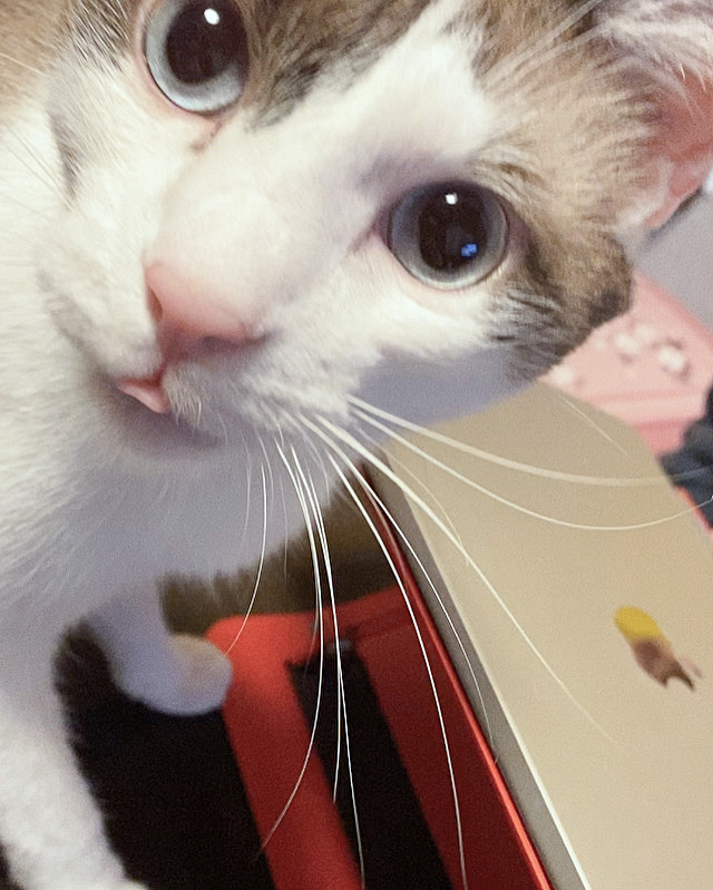 舌を出しているにゃーすけの画像