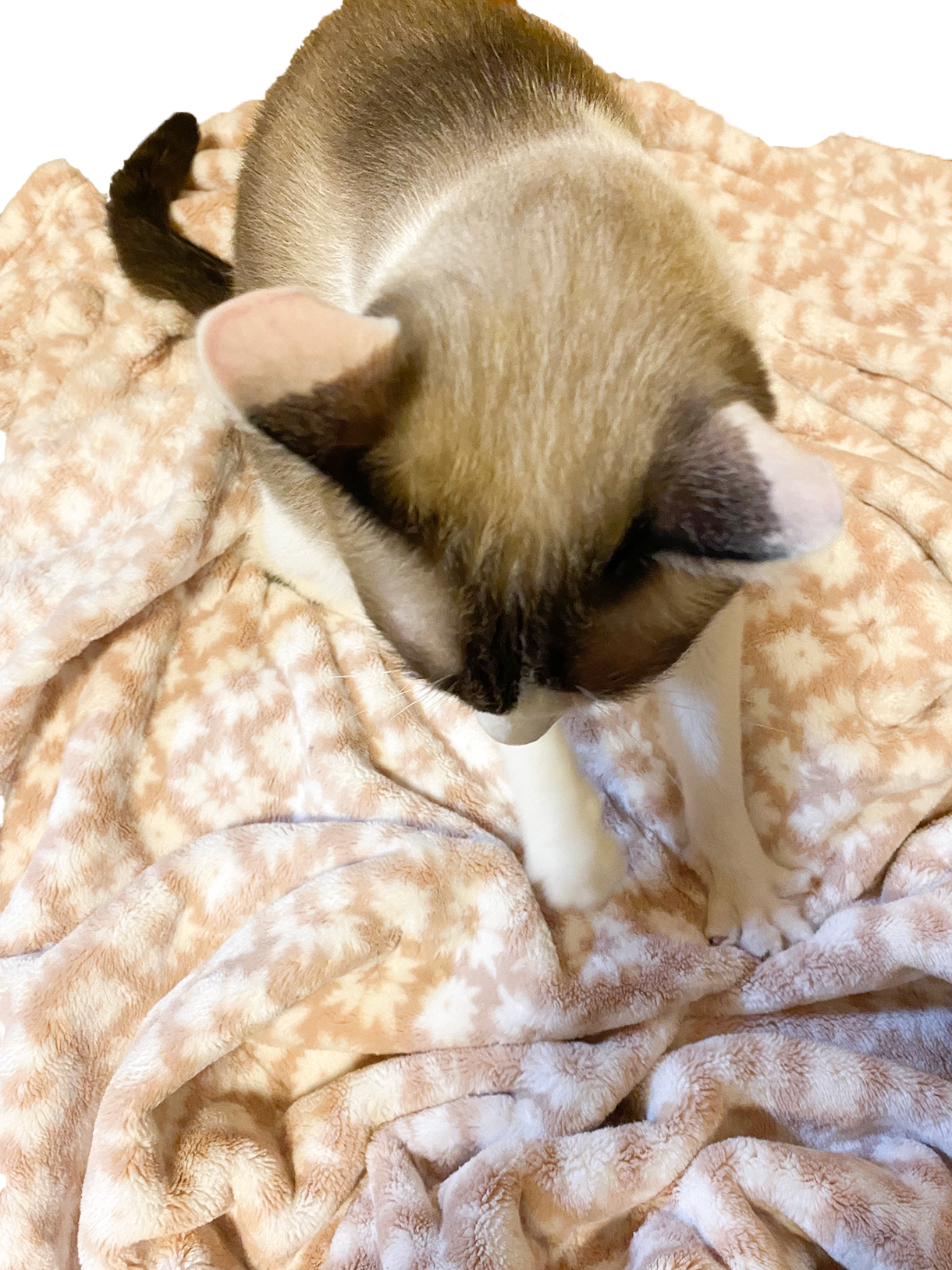 毛布を手でもみもみしているにゃーすけの画像